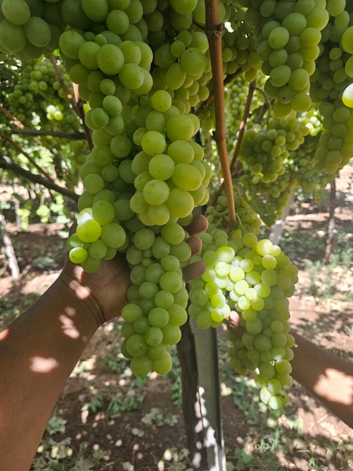 Raisin blanc