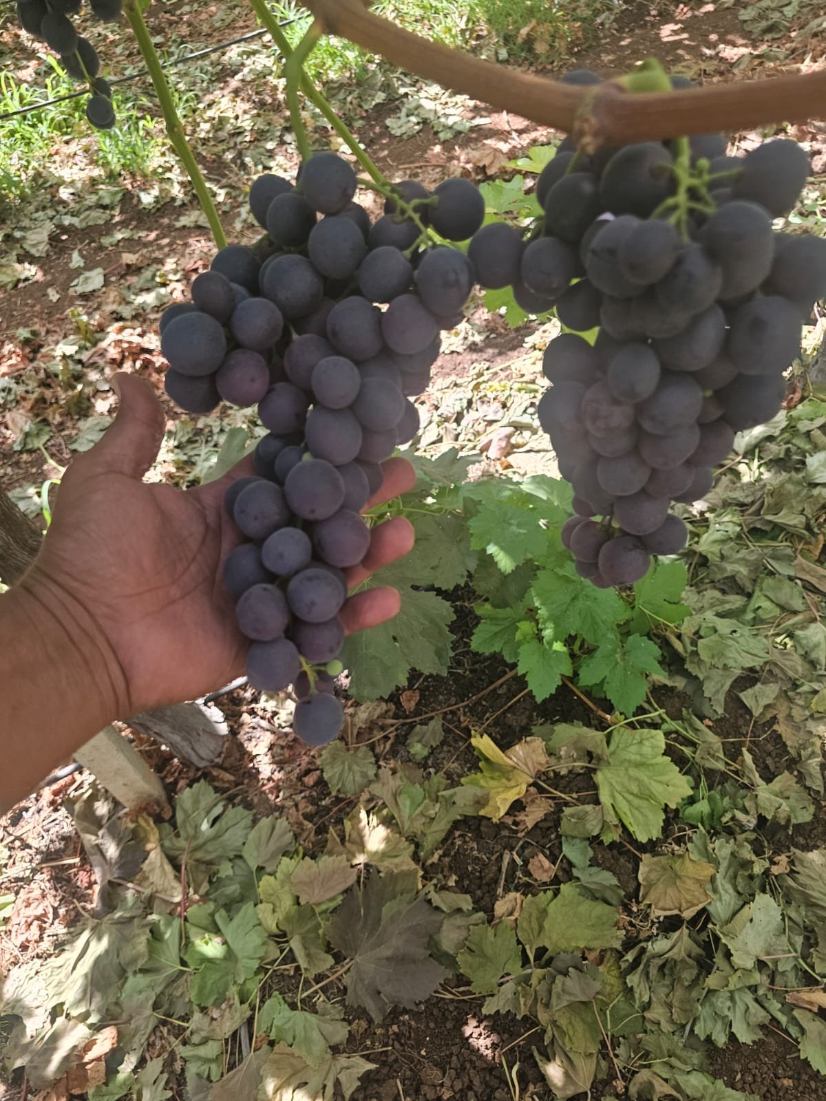 Raisin noir