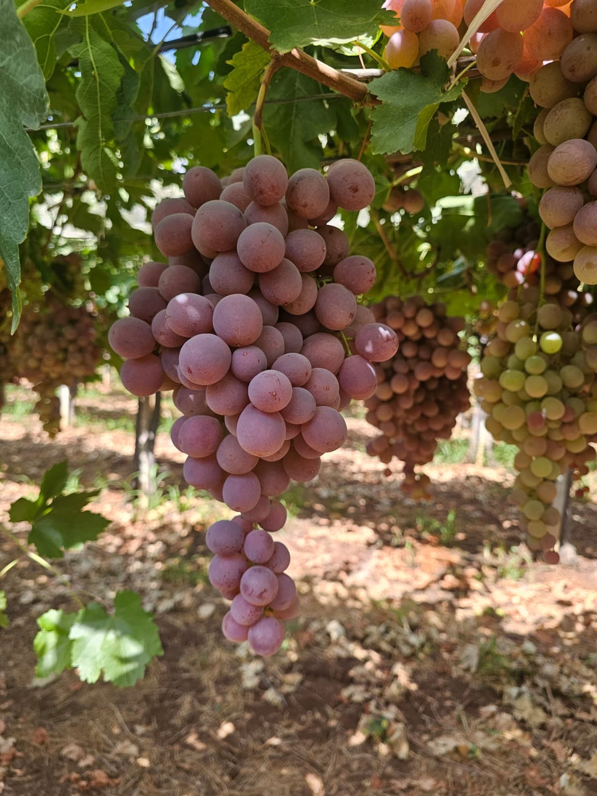 Raisin Red Globe