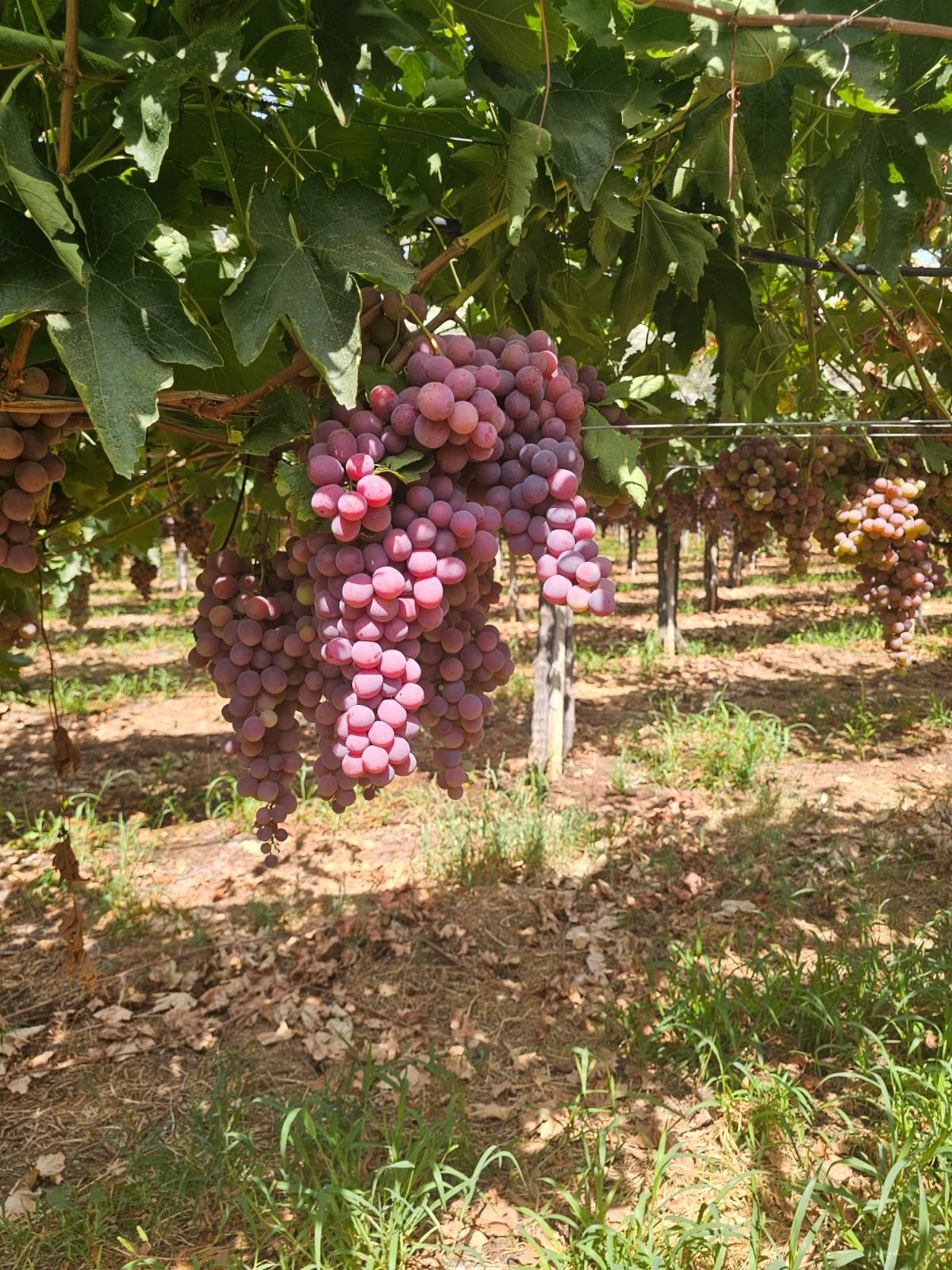 Raisin rouge