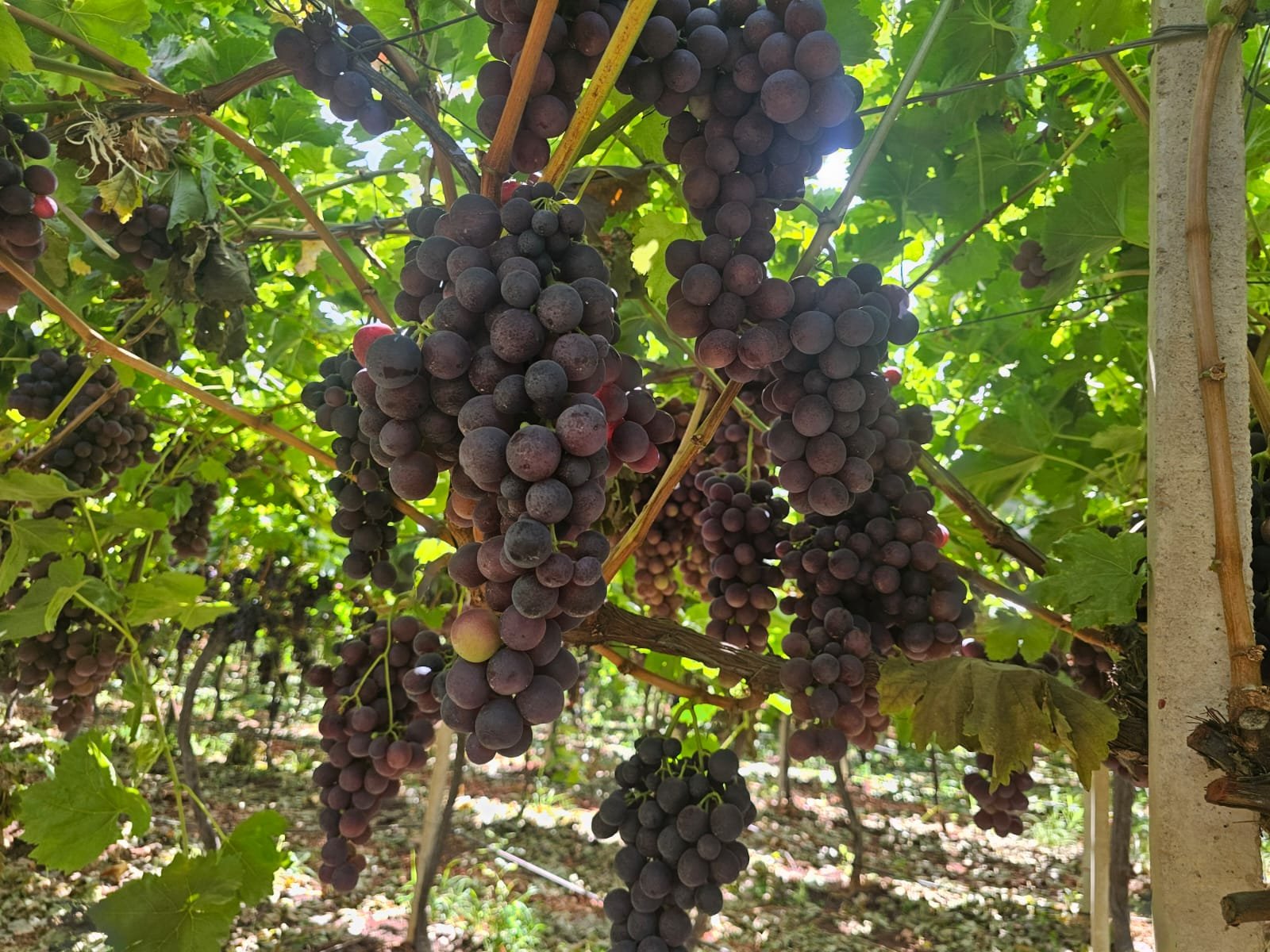 Raisin violet sur la vigne